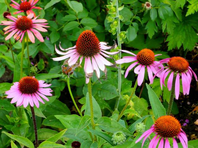  سرخارگل Echinacea pallida 6